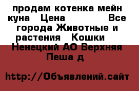 продам котенка мейн-куна › Цена ­ 35 000 - Все города Животные и растения » Кошки   . Ненецкий АО,Верхняя Пеша д.